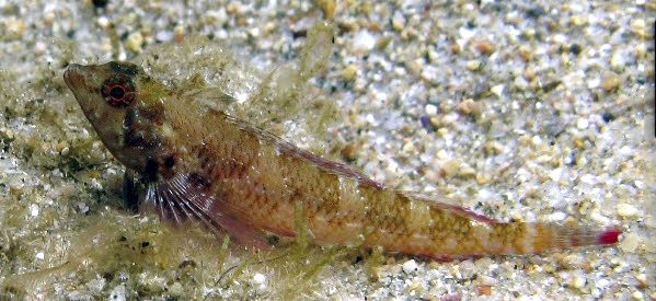 Tripterygion tripteronotum_22281